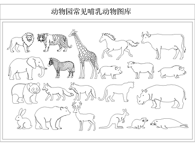 动物 哺乳动物