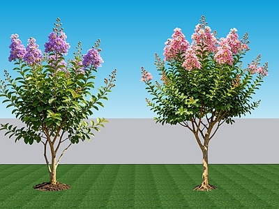 现代主义灌木 2D植物 落叶阔叶灌木紫薇