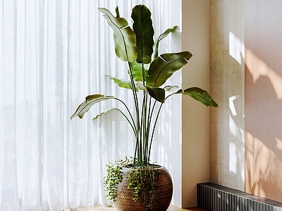 现代简约盆栽