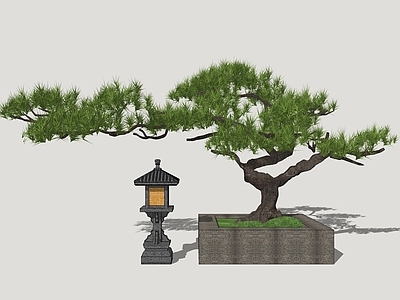 禅意庭院小品 罗汉松 松树 庭院树 禅意景观松