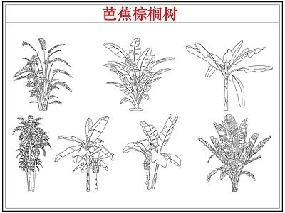乔木种植 芭蕉树棕榈树木