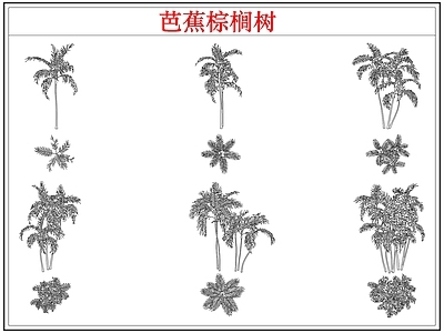 乔木种植 芭蕉树棕榈树木