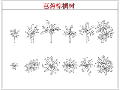 乔木种植 芭蕉树棕榈树木