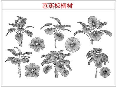 乔木种植 芭蕉树棕榈树木