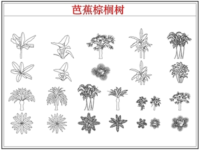 乔木种植 芭蕉树棕榈树木
