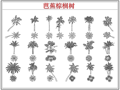 乔木种植 芭蕉树棕榈树木