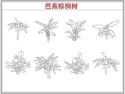 乔木种植 芭蕉树棕榈树木