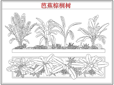 乔木种植 芭蕉树棕榈树木