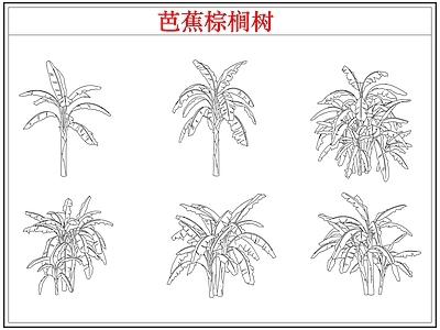 乔木种植 芭蕉树棕榈树木