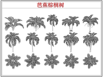 乔木种植 芭蕉树棕榈树木