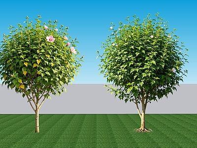 极简灌木 2D植物 落叶阔叶灌木木槿