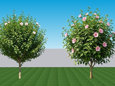现代主义灌木 2D植物 落叶阔叶灌木木槿