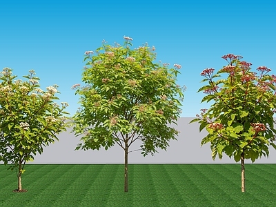 现代主义灌木 2D植物 阔叶灌木红瑞木