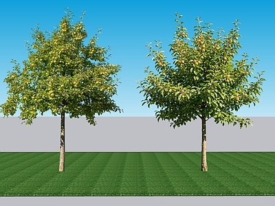 现代主义灌木 2D植物 落叶阔叶灌木苹果 绿植景观苹果树