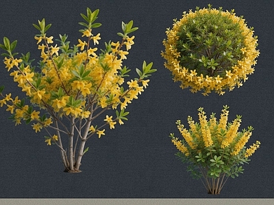 灌木 2D植物 花灌木 连翘 绿化雕塑 绿植