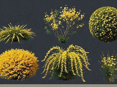 灌木 2D植物 花灌木 迎春 绿化雕塑 绿植