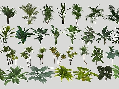 3D热带灌木 热带灌木 热带植物
