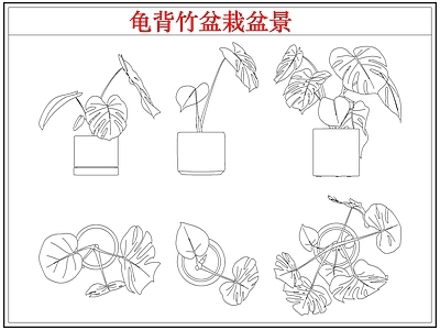 绿植 龟背竹盆栽盆景