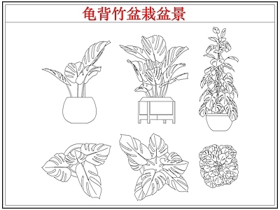 绿植 龟背竹盆栽盆景