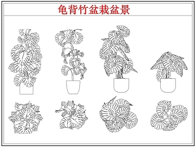 绿植 龟背竹盆栽盆景