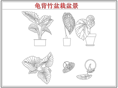 绿植 龟背竹盆栽盆景