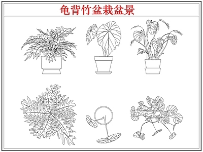 绿植 龟背竹盆栽盆景