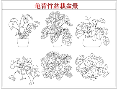 绿植 龟背竹盆栽盆景