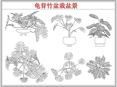 绿植 龟背竹盆栽盆景
