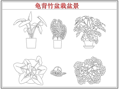 绿植 龟背竹盆栽盆景