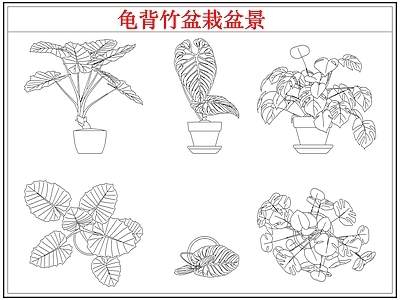 绿植 龟背竹盆栽盆景