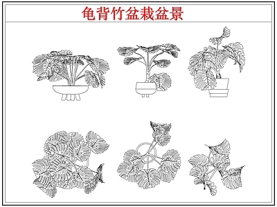 绿植 龟背竹盆栽盆景