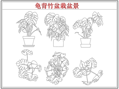 绿植 龟背竹盆栽盆景