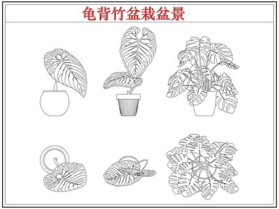 绿植 龟背竹盆栽盆景