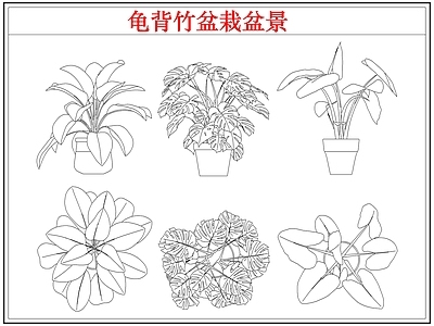 绿植 龟背竹盆栽盆景