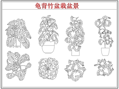 绿植 龟背竹盆栽盆景