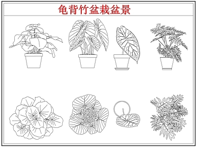 绿植 龟背竹盆栽盆景