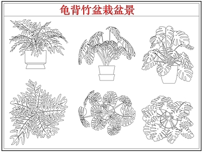 绿植 龟背竹盆栽盆景