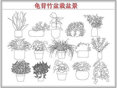 绿植 龟背竹盆栽盆景