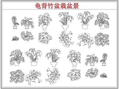 绿植 龟背竹盆栽盆景