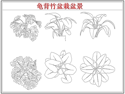 绿植 龟背竹盆栽盆景