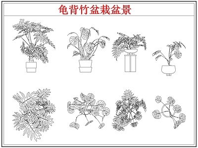 绿植 龟背竹盆栽盆景