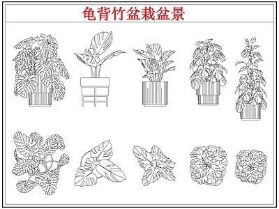 绿植 龟背竹盆栽盆景