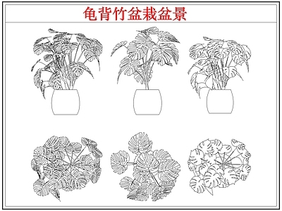 绿植 龟背竹盆栽盆景