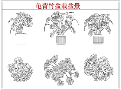 绿植 龟背竹盆栽盆景
