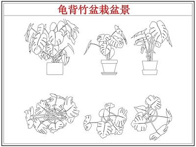 绿植 龟背竹盆栽盆景