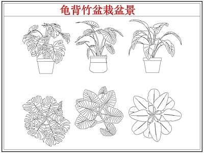 绿植 龟背竹盆栽盆景