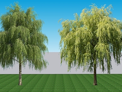 现代主义乔木 2D植物 落叶阔叶乔木垂柳 绿植景观柳树