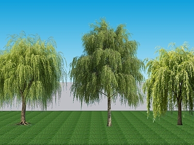 现代主义乔木 2D植物 落叶阔叶乔木垂柳 绿植景观柳树