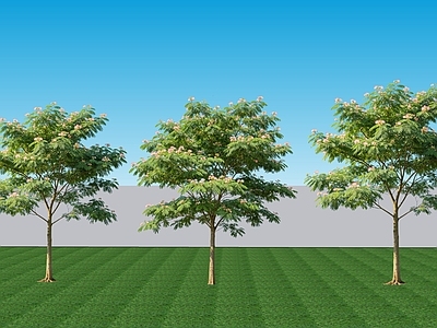 现代主义乔木 2D植物 落叶阔叶乔木合欢 绿植景观合欢树