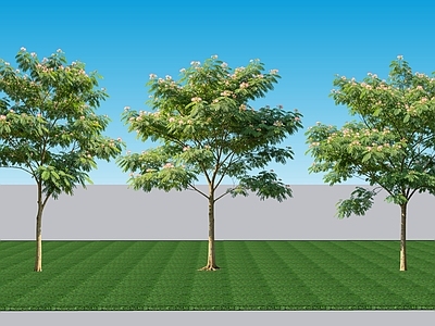 现代主义乔木 2d植物 落叶阔叶乔木合欢 绿植灌木景观合欢 绿植景观合欢树